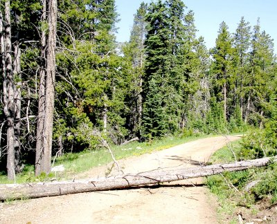 Colorado toothpick, blocking the road.